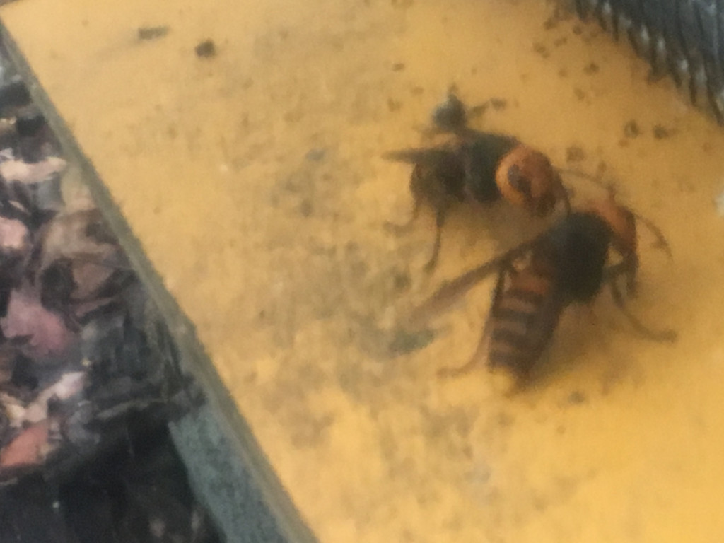 重箱式巣箱台 300㎜用 ニホンミツバチ スムシ暑さオオスズメバチ対策 