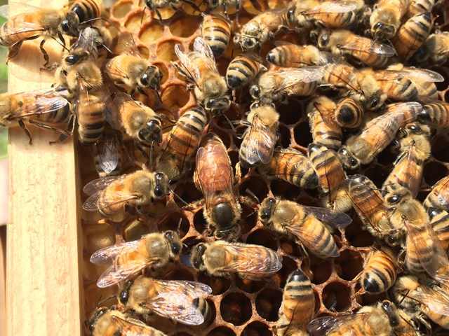 セイヨウミツバチの女王蜂